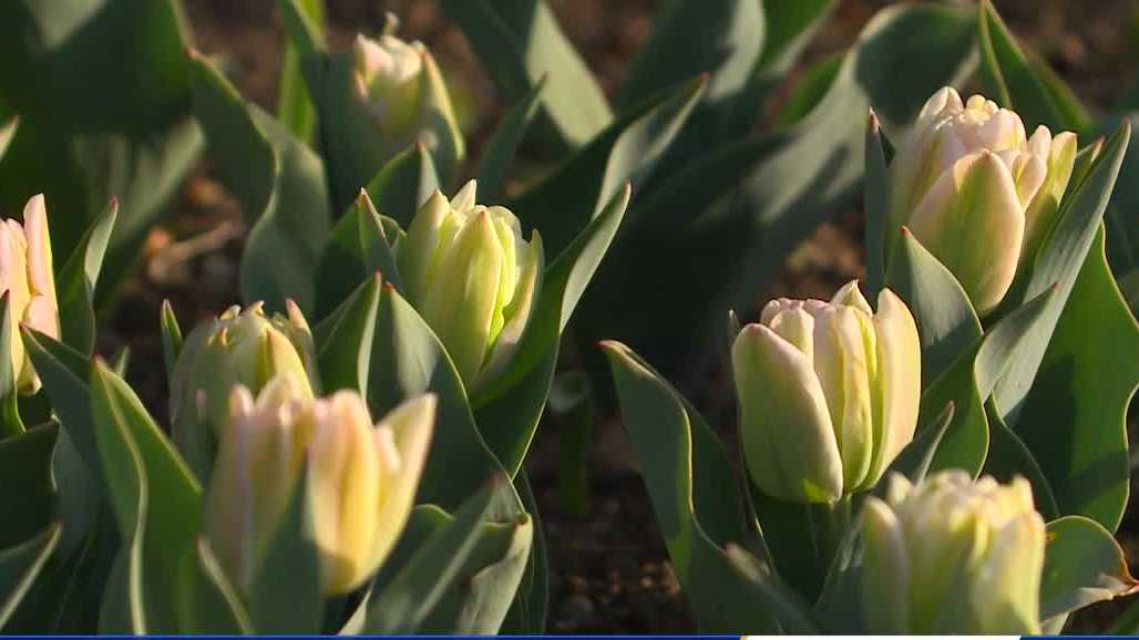 Why Tulip Time in Pella could come early this year