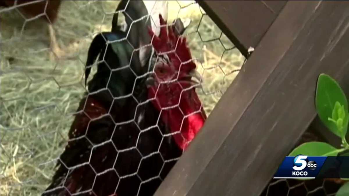 OKC City Council holds public hearing on backyard chickens