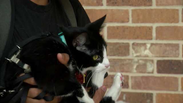 WATCH: Tux the cat returns after lost Lyft ride - Vimarsana News