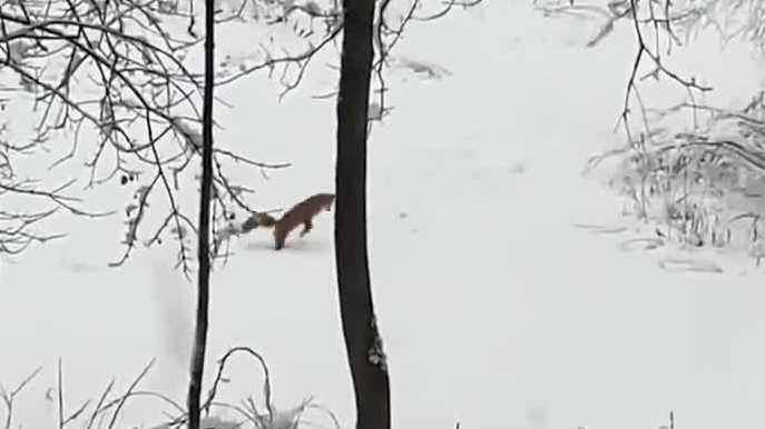 Video: Fox hops around in snow in Laconia NH