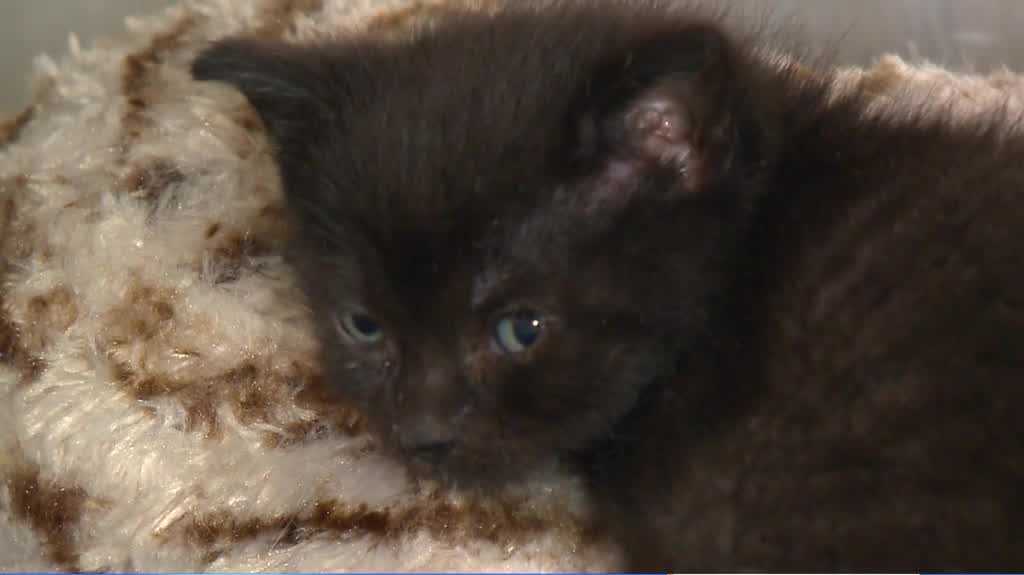 ARL of Iowa opens nursery to care for kittens in need - Vimarsana News