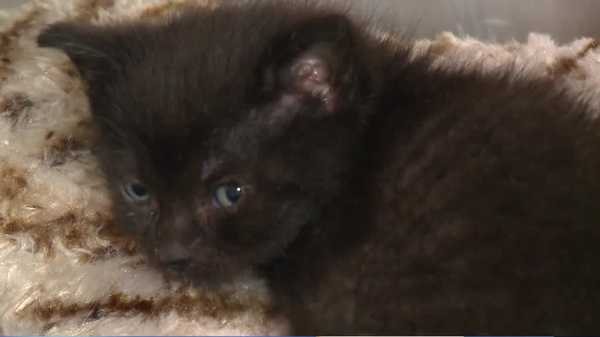 arl of iowa opens nursery to care for kittens in need