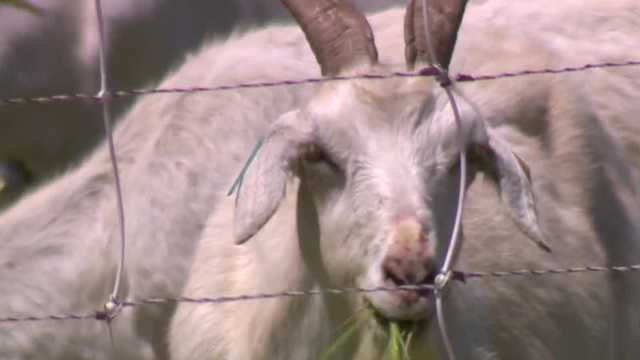 California cities bring in goats, sheep to feast on fields - Vimarsana News