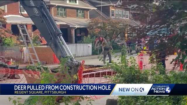 Crews rescue deer that had fallen into large construction hole - Vimarsana News
