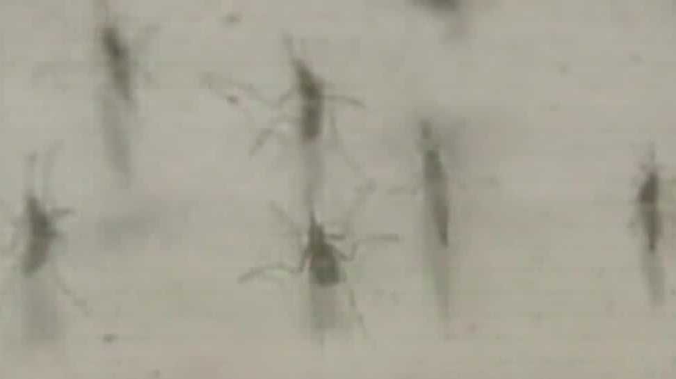 Mosquito-borne virus detected in Central Florida as summer begins