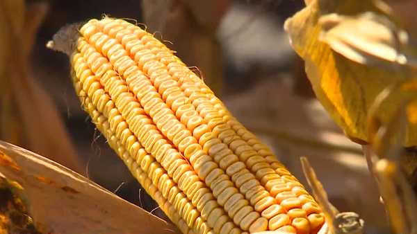 short corn: how shrinking iowa's top crop could help farmers