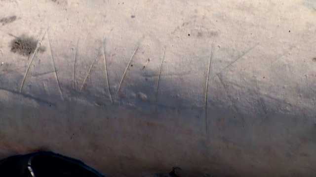 'Unconscionable': Beached gray whale found with initials carved into its side