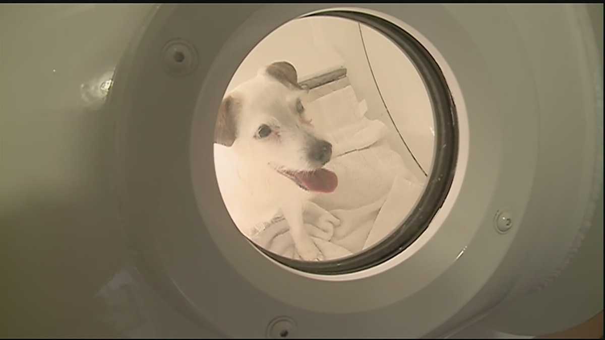 Hyperbaric oxygen chamber therapy available for small pets in New Orleans