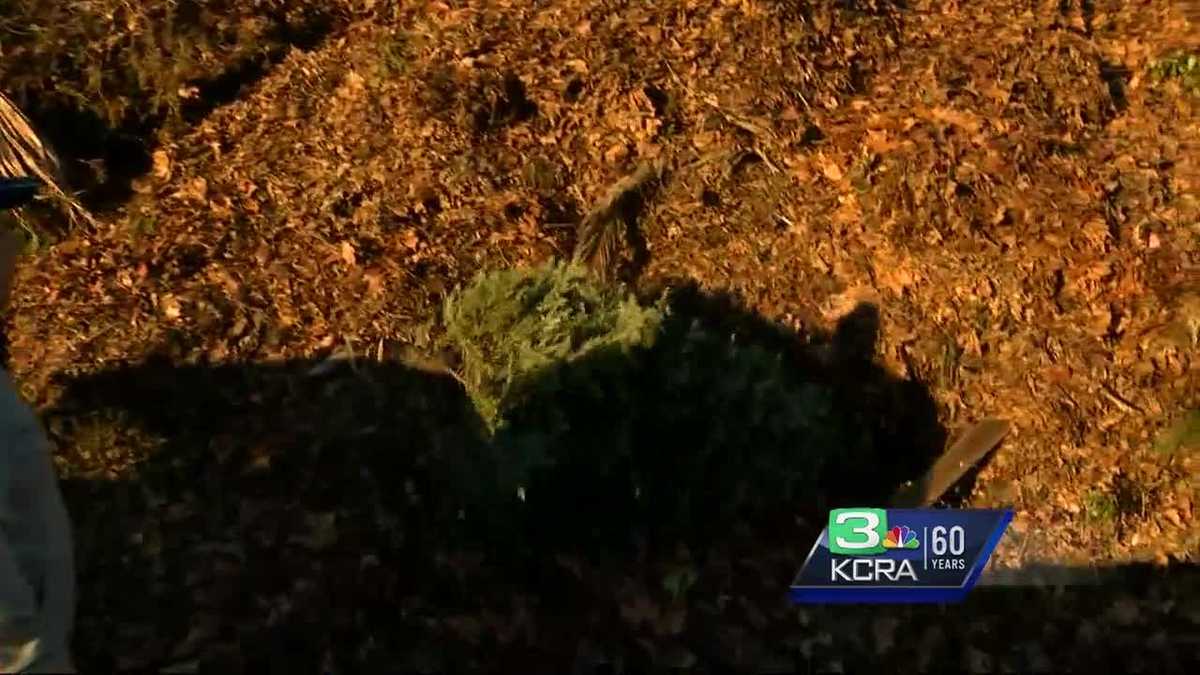 SMUD program recycles Christmas trees