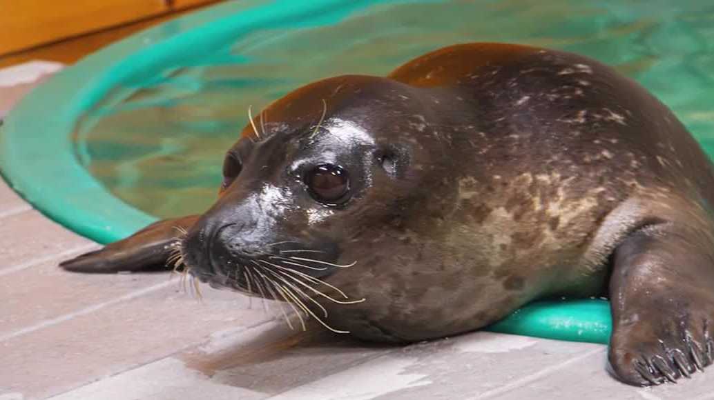 Seal arrives at Blank Park Zoo through a FedEx shipment