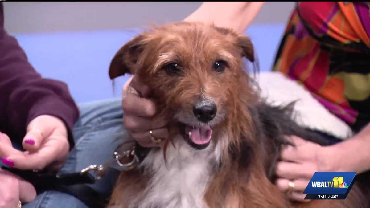 Pride and Paw-judice: Mr. Bingley is ready for adoption at MDSPCA