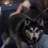 Pet of the Week: Adele