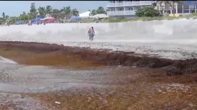 Seaweed with flesh-eating bacteria washes up on Florida beaches - Vimarsana News