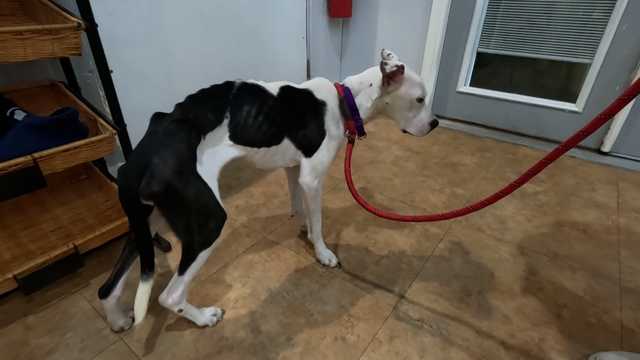Dog found abandoned in Hempfield, Westmoreland County - Vimarsana News
