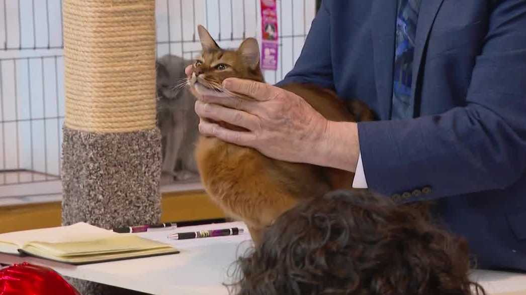 Whiskers, wows and winners at Iowa cat extravaganza