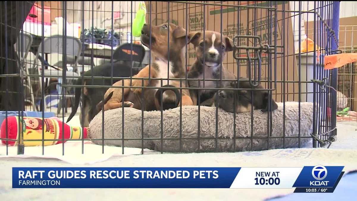 Farmington couple uses raft rescue skills to save pets stranded in San Juan Coun...