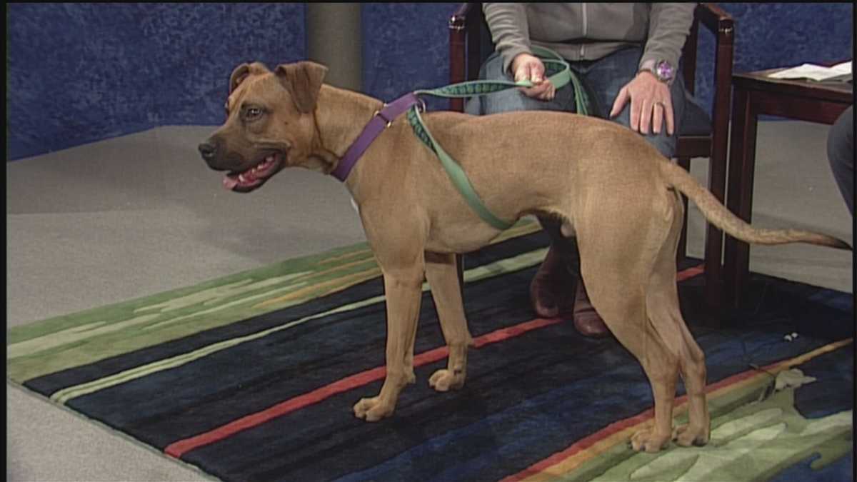 Nebraska Humane Society interview