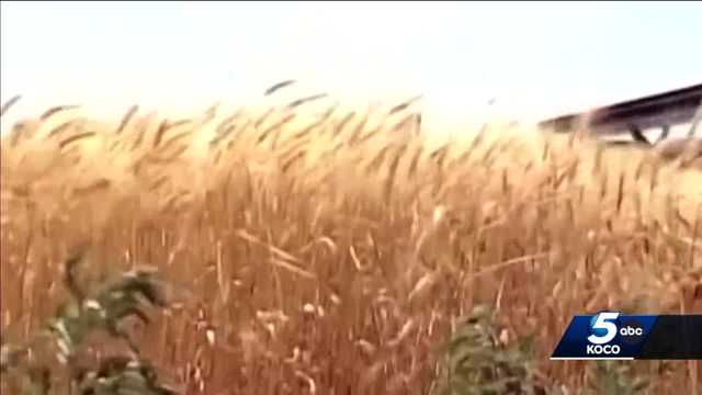 Drought in western Oklahoma causes concern as wheat harvest nears - Vimarsana News