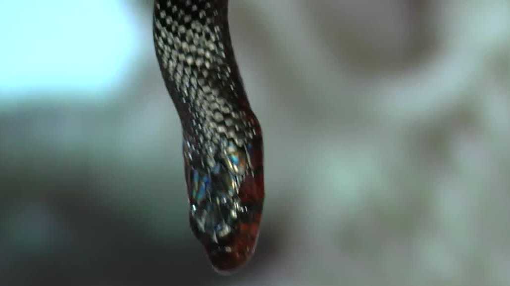 Creature Feature Sept. 1: Explore Iguanaland