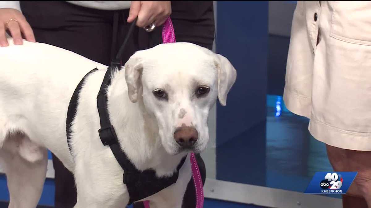 Pet of the Week: Potato