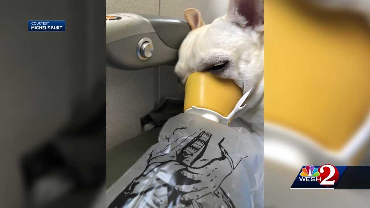 JetBlue flight crew saves dog on flight from Orlando