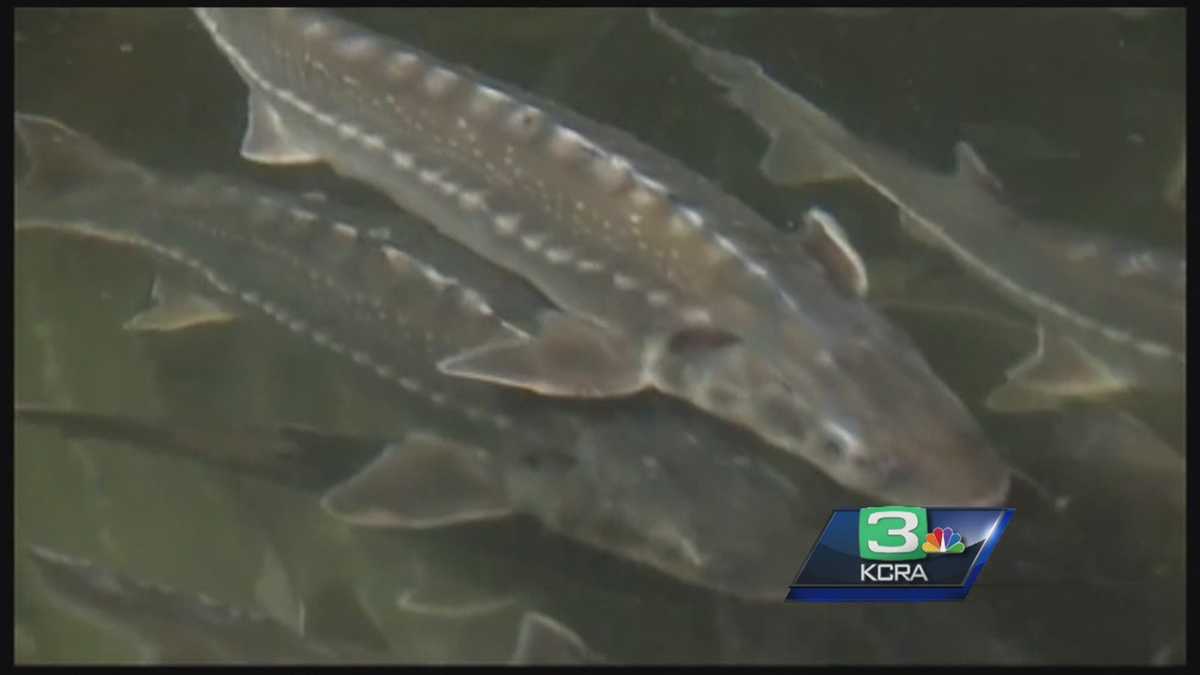 Biologists try to protect sturgeon from poachers in San Joaquin River