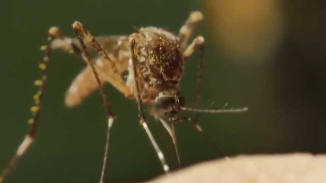 Dry weather, rising rain create perfect storm for mosquitoes in Southwest Florida