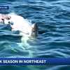 'National Geographic moment': Researcher discusses significance of Portsmouth shark sighting