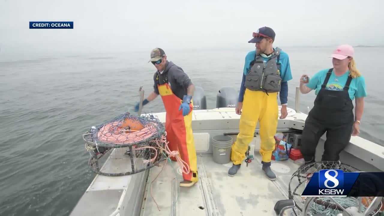 California crab fishermen required to use new gear to protect whales
