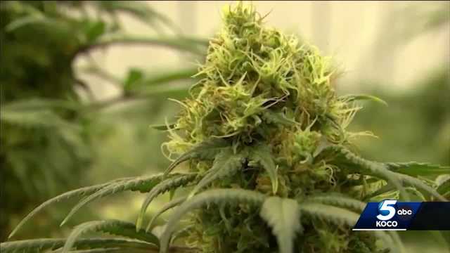 Busted illegal marijuana grows can be auctioned off to public - Vimarsana News