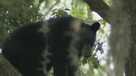 Florida bear hunt public outcry