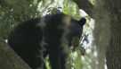 Injunction denied Florida bear hunt