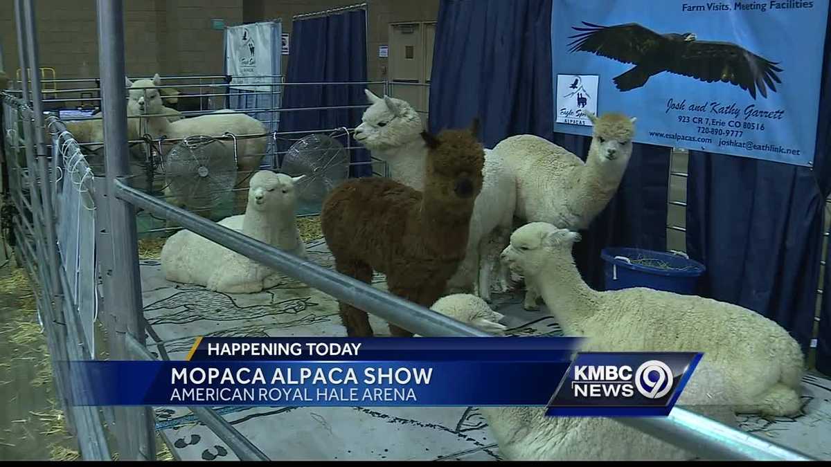 Alpaca show highlights weekend fun in KC