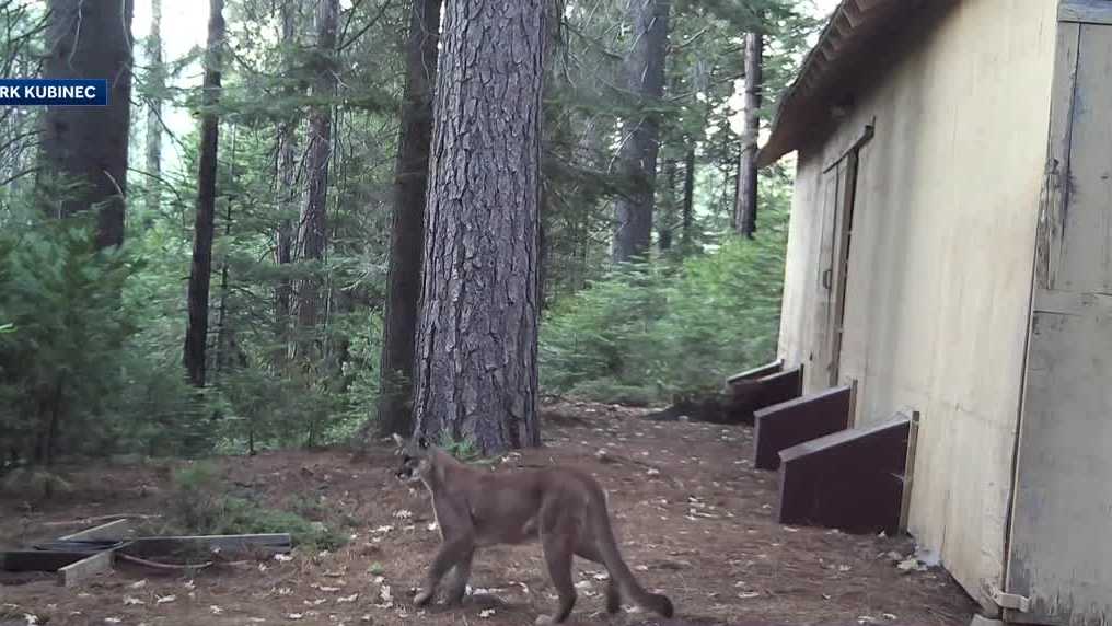 Video captures close-up of 4 mountain lions in Calaveras County