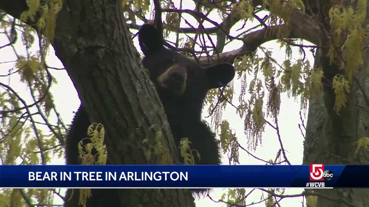 Arlington bear relocated to Western Mass.