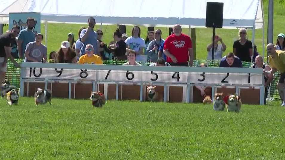 Omaha Corgi Races bringing some tail-wagging fun this spring