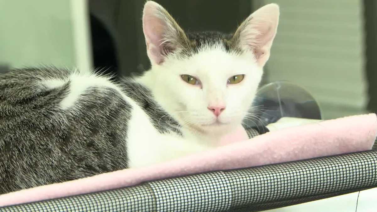 Kitten season arrives early at Gulf Coast Humane Society