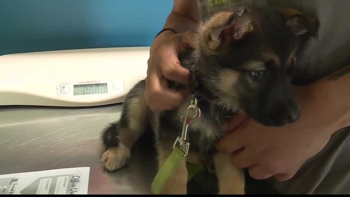 Pet Resource Center of Kansas City helps pet owners during pandemic