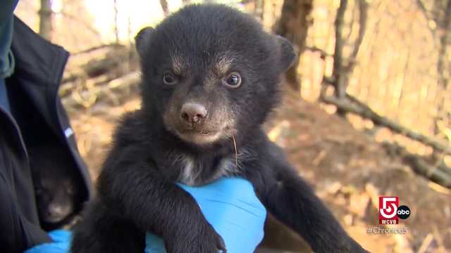 Learn from MassWildlife about the black bear population in Massachusetts with a mom and her three cubs - Vimarsana News