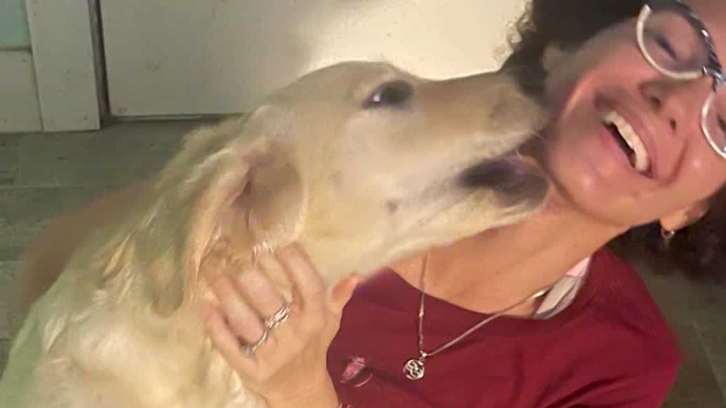 Florida sees spike in puppy scams as 80% of online pet ads are found to be fake