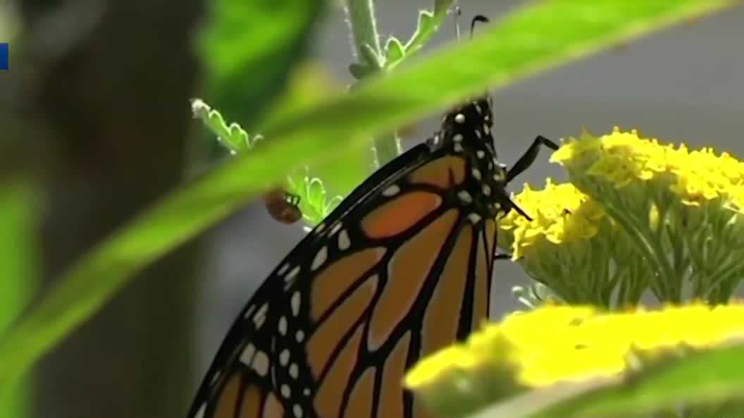 Native Plants 101: A plant-tastic event giving you a head start on spring gardening