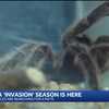 Tarantula migration season begins in New Mexico