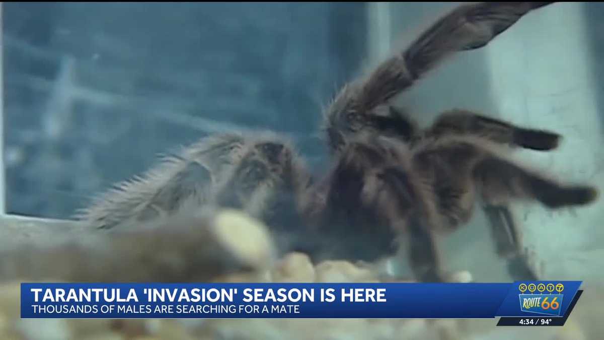 Tarantula migration season begins in New Mexico