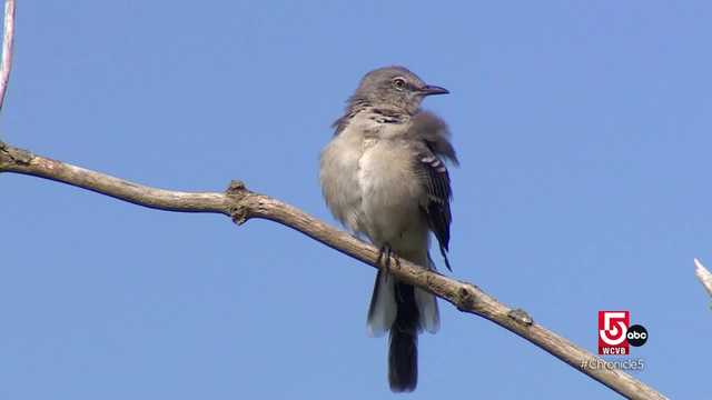 Manomet in Plymouth, Mass., measures climate impact on bird species - Vimarsana News