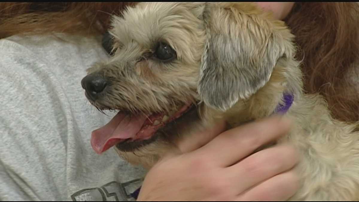 Missing dog reunited with owner after 7 years apart