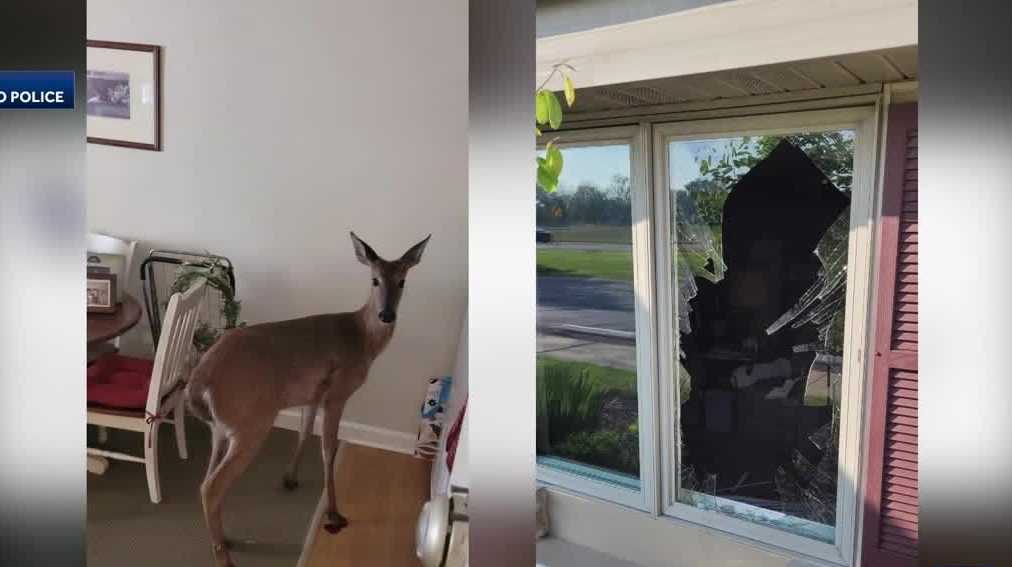 Deer smashes through window at Mukwonago assisted living facility