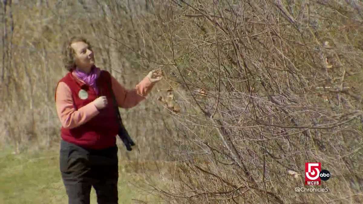 What is forest bathing? How nature can support well-being