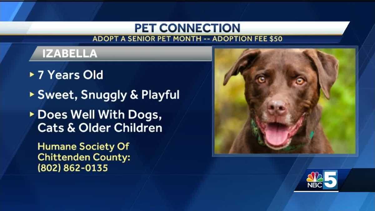 Pet Connection 112218