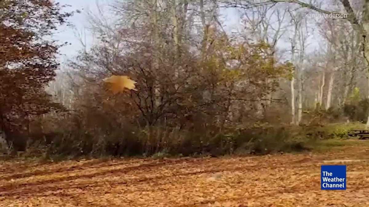Watch: Stubborn Leaf Won’t Fall