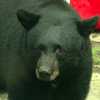 Is it one bear or many traveling through central Alabama?